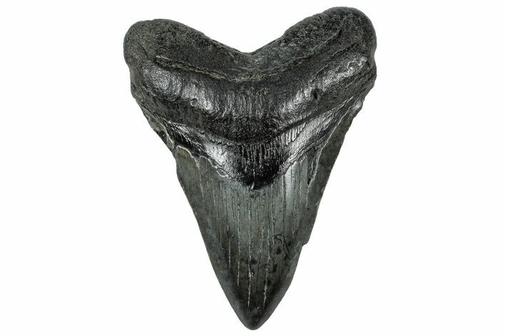 Fossil Megalodon Tooth - South Carolina #321835